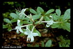 Coast Azalea